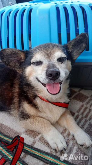 Маленькие собачки из приюта