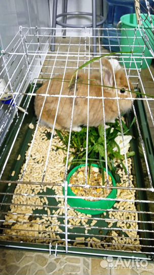 Декоративные кролики