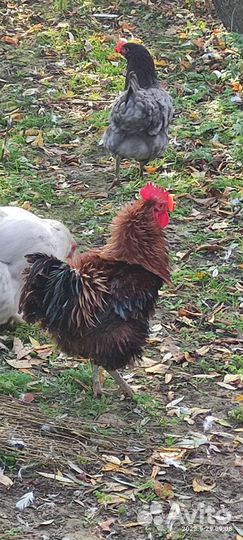 Петух кучеряввй