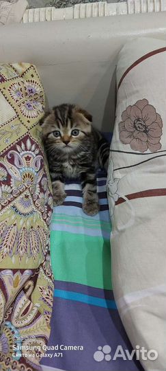 Вязка с шотландским котом