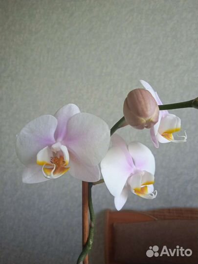 Орхидея фаленопсис