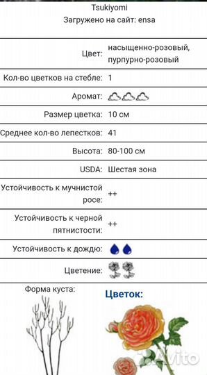 Роза японская тсукиеми