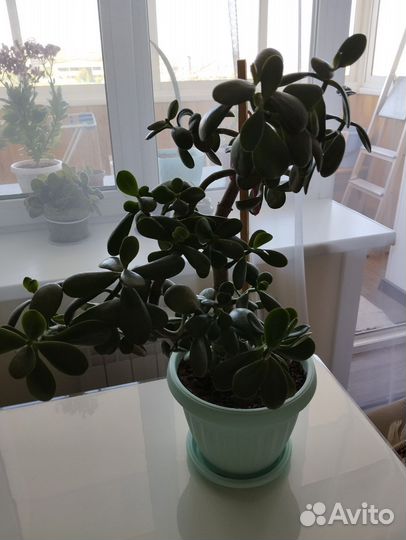 Цветок толстянка