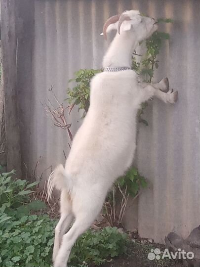 Коза молочная