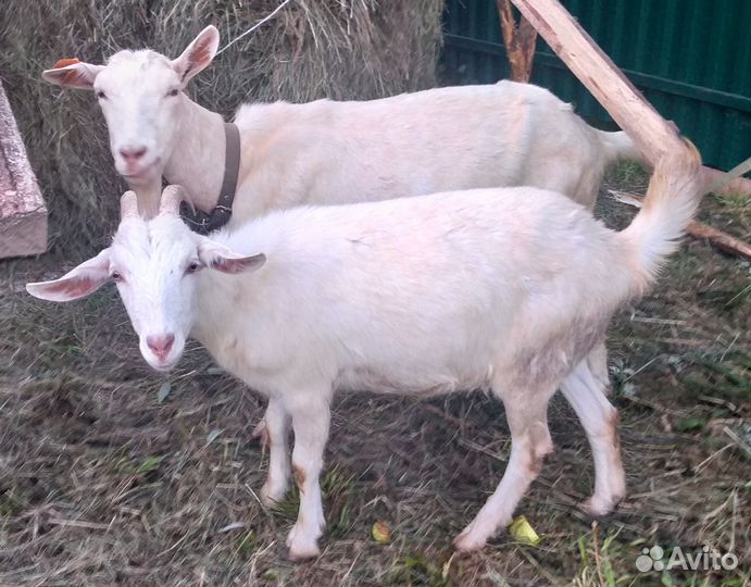 Шами козёл 100