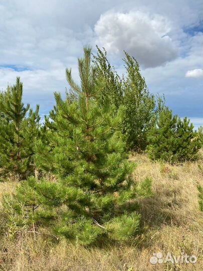 Сосна черная (Подольск )