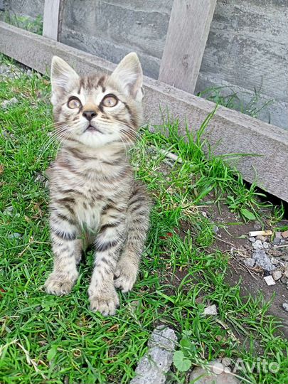 Котëнок в добрые руки
