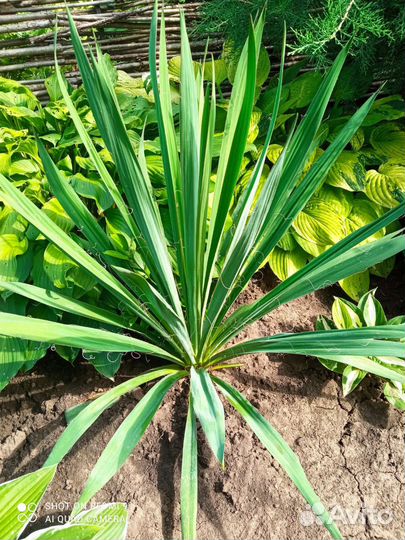 Юкка нитчатая