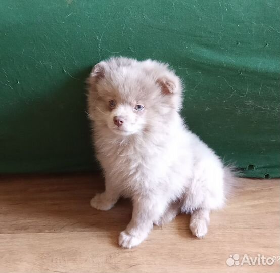 Щенок шпица