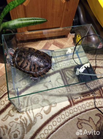 Красноухая черепаха с аквариумом