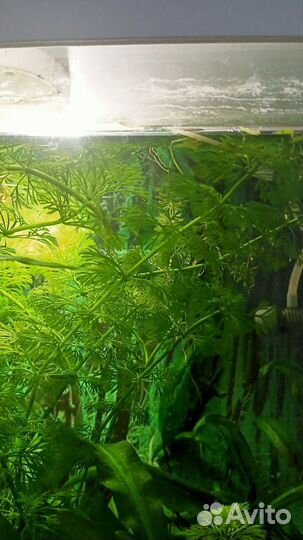 Аквариумное растение