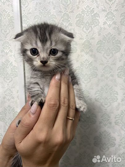 Шотландская