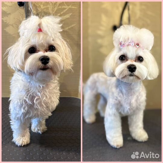 Услуги грумера