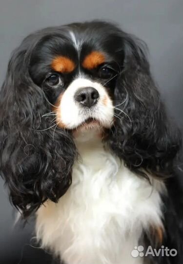 Кавалер кинг чарльз спаниель вязка