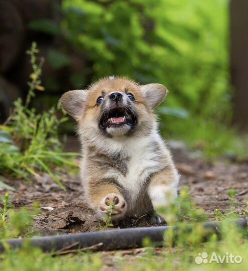 Щенок породы вельш корги пемброк