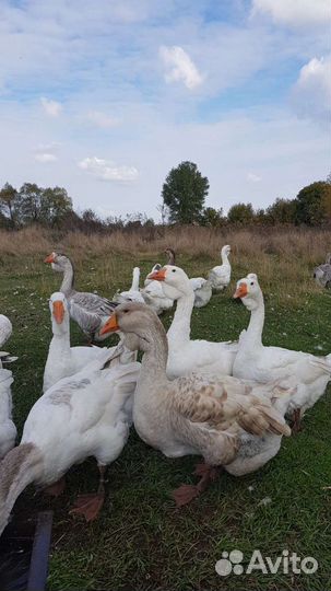 Холмогорские гуси