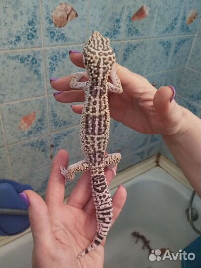 Эублефары иранские 2022 и 2021