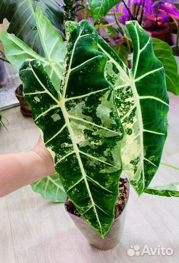 Алоказия Micholitziana var.(Мишольца) или Frydek v