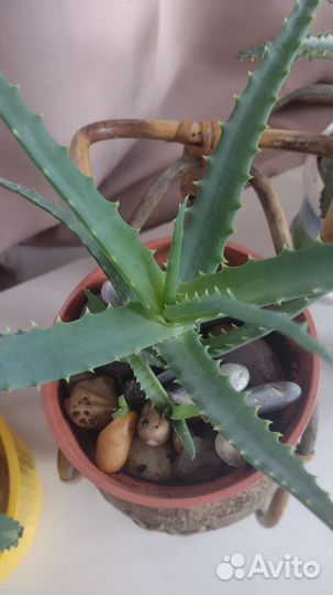 Алоэ арборемценс многоствольный