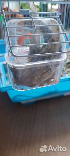 Волнистый попугай радужный опалин