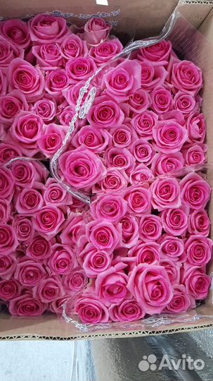 Роза опт любой сорт