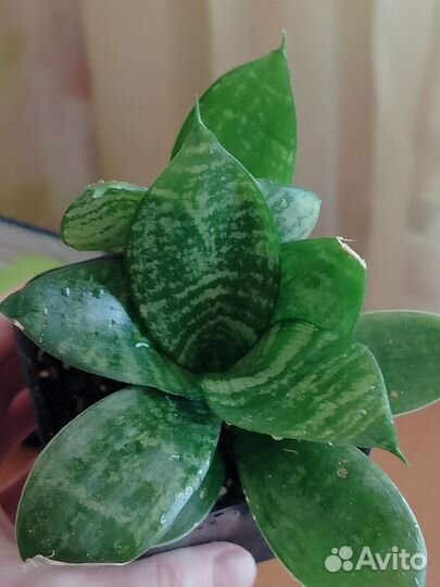 Суккуленты