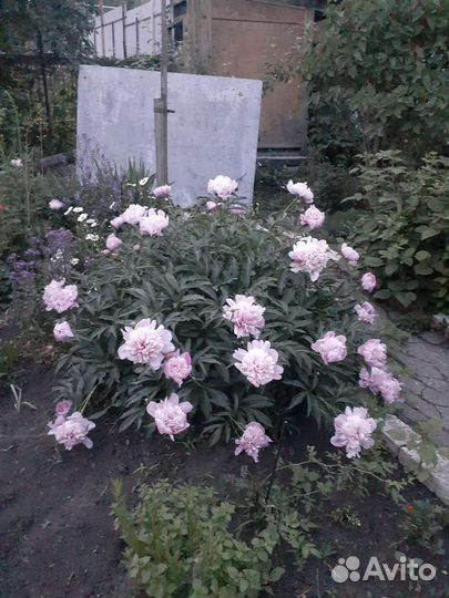 Многолетники для сада