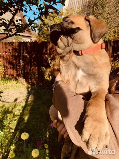 Бульмастиф