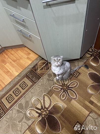 Шотландский вислоухий кот
