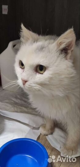 Котик Элвис