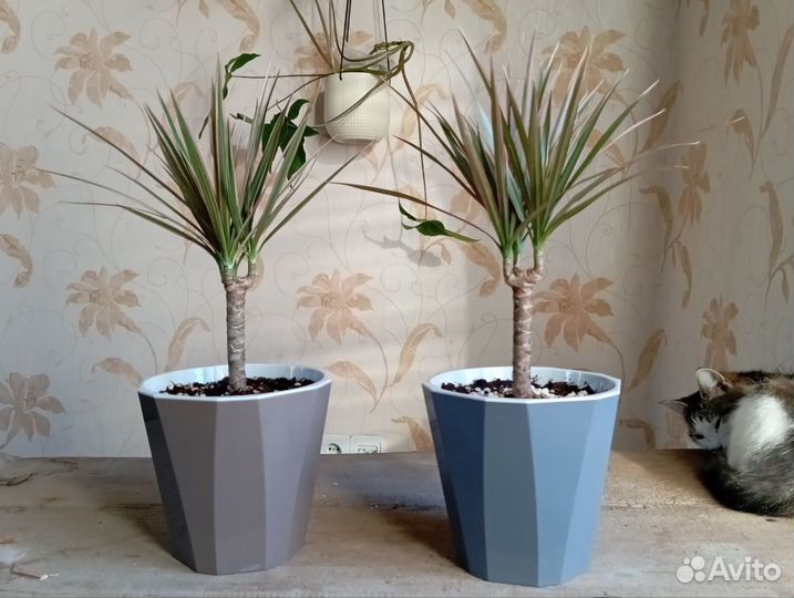 Драцена Биколор цветок