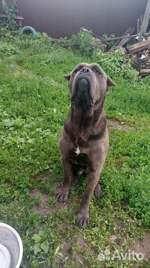 Кане Корсо девочка