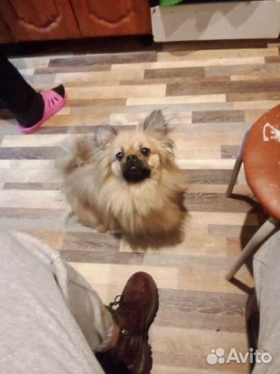 Пекинес ищет девочку