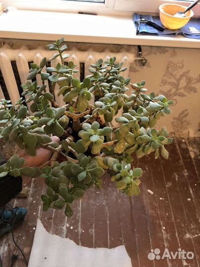 Дерево счастья