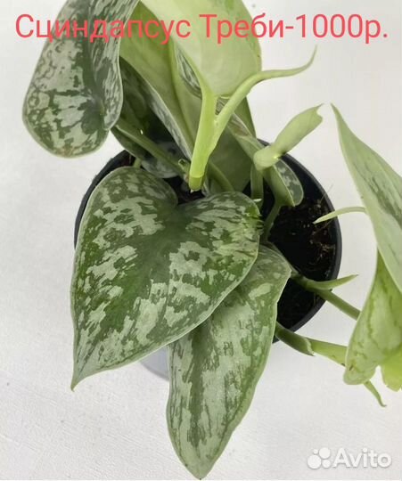 Комнатные цветы