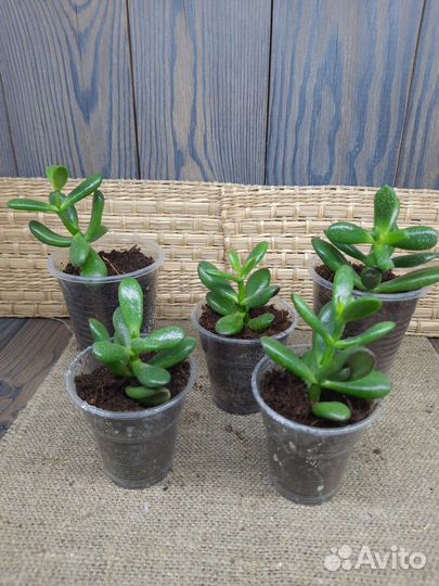 Крассула коралл, хоббит и овата