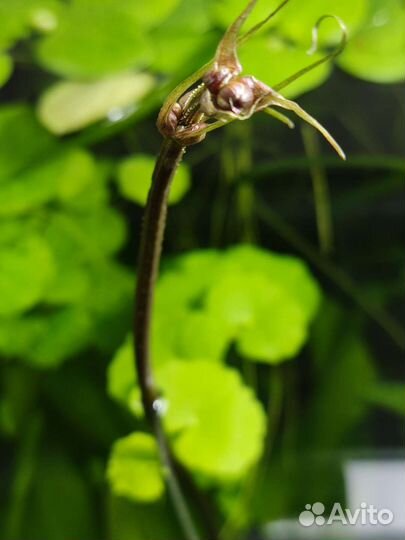 Аквариумные растения