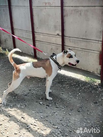 Вязка стаффордширский терьер