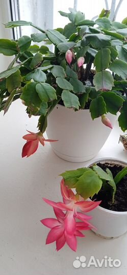 Полная эйфория