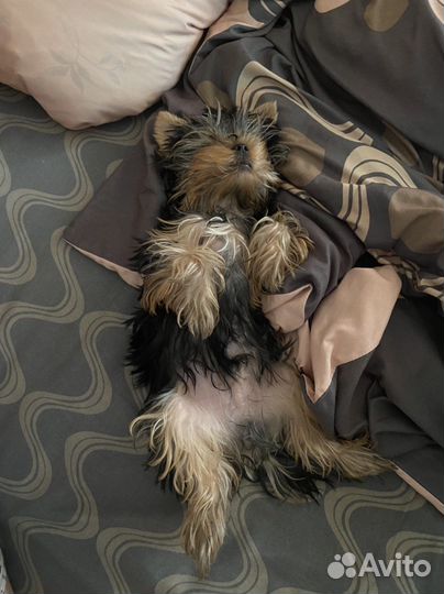 Передержка домашних животных