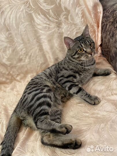 Молоденький котик Федот