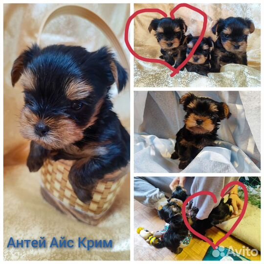 Йоркширский терьер щенки