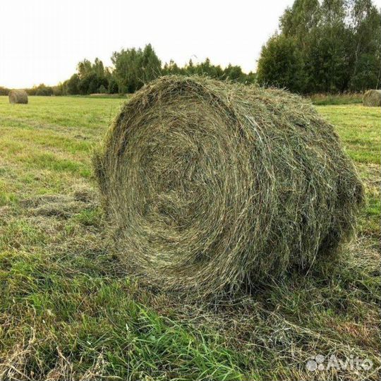 Сено в рулонах 2023