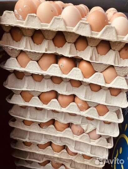 Домашние куриные яйца