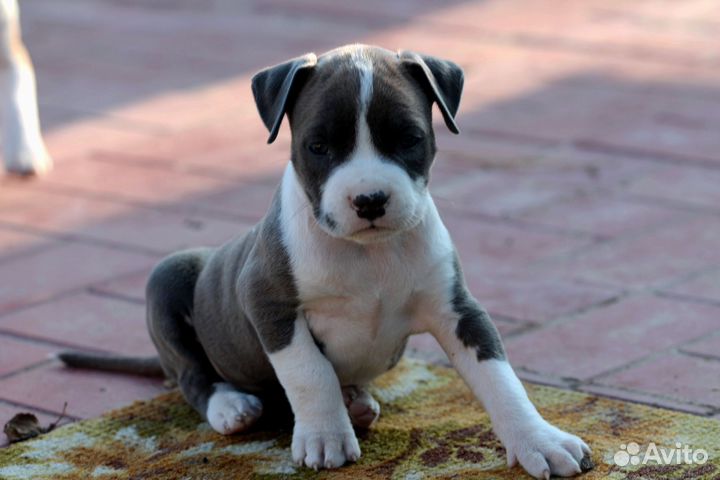 Девочки Амстаффа