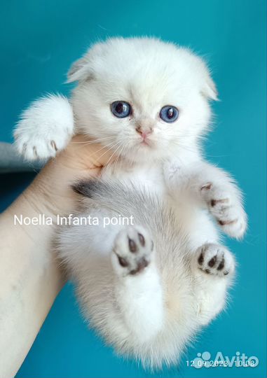 Шотландские породистые котята