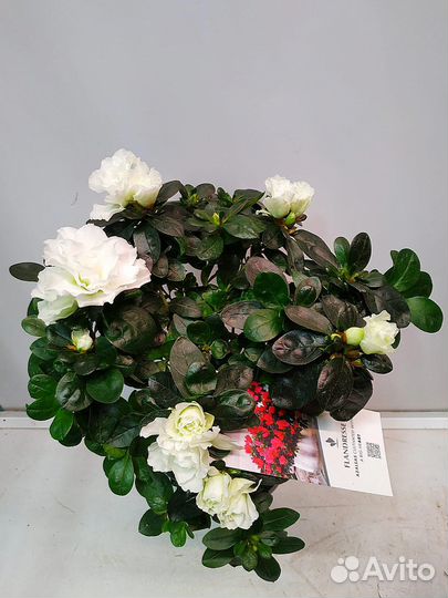 Азалия штамбовая