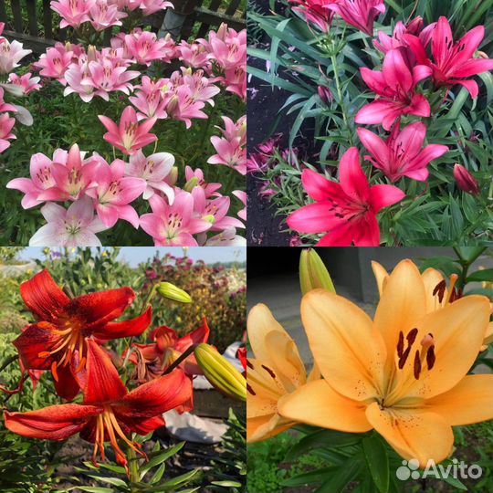 Луковицы лилии