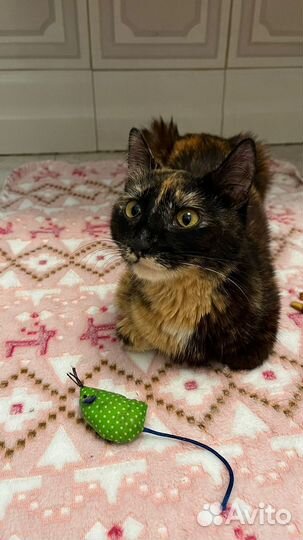 Трехцветная красавица