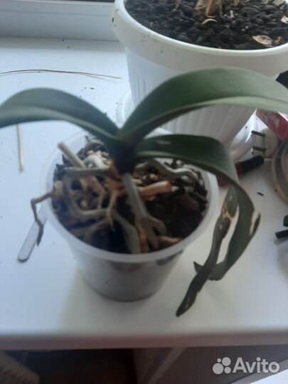 Замиокулькас